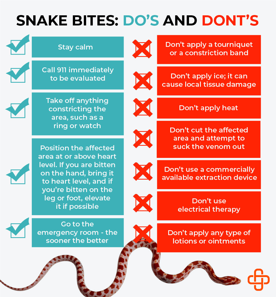Snake Bites – The #1 Question Everybody Wants to Know! (Infographic